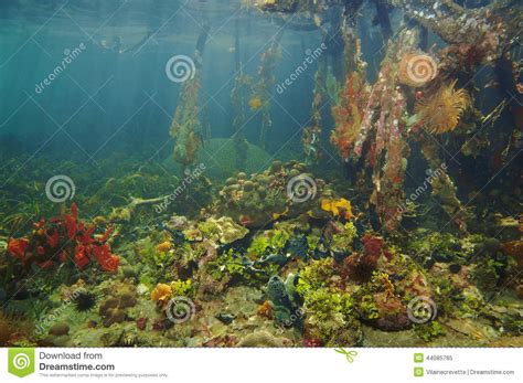 Colorful Underwater Marine Life In The Mangrove Stock