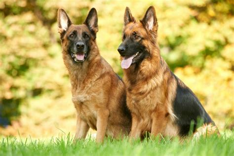 Grooming Guide How To Groom A German Shepherd