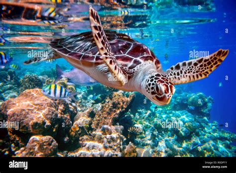 Sea Turtle Swims Under Water On The Background Of Coral Reefs Maldives
