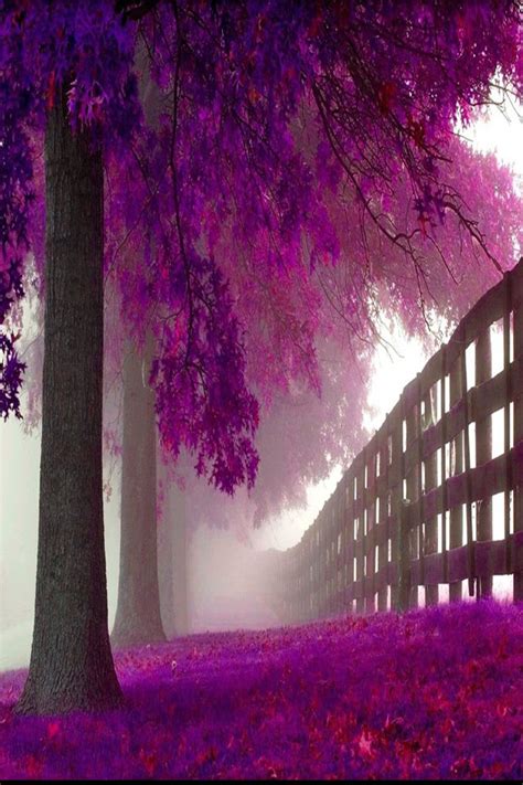 Sheer Beauty Landscape Wallpaper Beautiful Nature Purple Trees