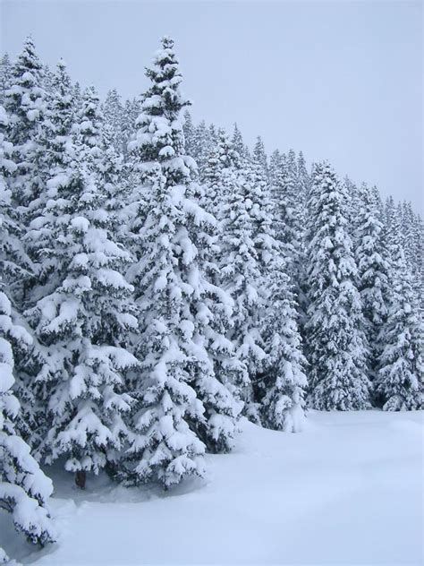 Free Stock Photo Of Pine Trees Covered With Snow Photoeverywhere