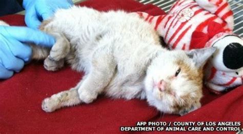 Kitten Survives 6500 Mile Trip In Shipping Container Bbc Newsround