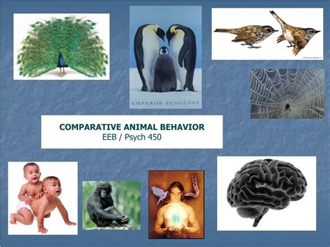 Ppt Comparative Animal Behavior Eeb Psych 450 Powerpoint