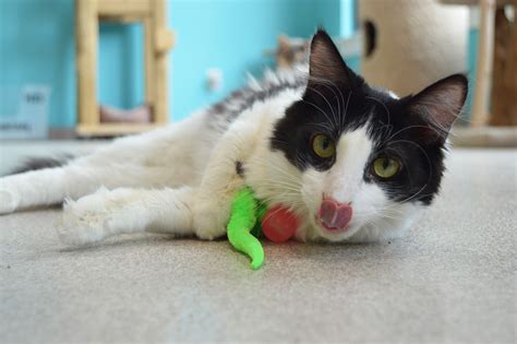 Vet Shares Tips For Enriching Indoor Cats Lives Adventure Cats