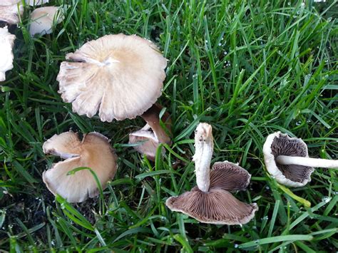 Mushroom Identification 2022e Jurnal