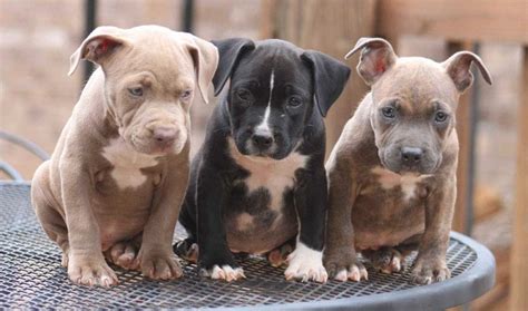 American Pit Bull Puppies Care Feeding Education Pets Feed