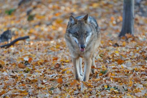 Hungry Wolf Stock Photo Image Of Gray Autumn Watching 11872238
