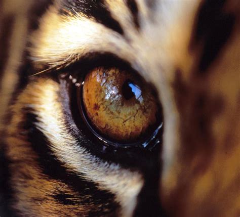 Tiger Eye Closeup Onlypencil Drawing Tutorials