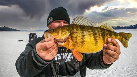Ice Fishing The Biggest Perch In North America Youtube
