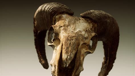 Large Old Ram Skull Rotate 5628882 Stock Video At Vecteezy
