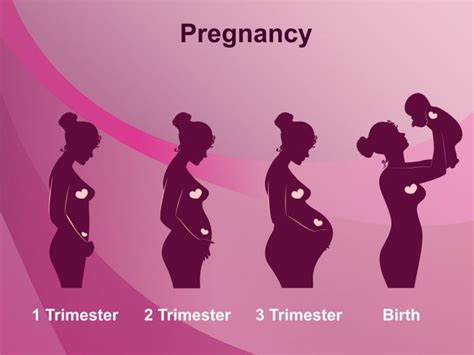 Stages Of Pregnancy Diagram