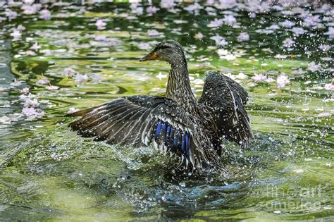 Dabbling Duck Photograph By Tammy Hyatt Pixels