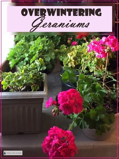 Overwintering Geraniums Tips And Methods Overwintering Geraniums