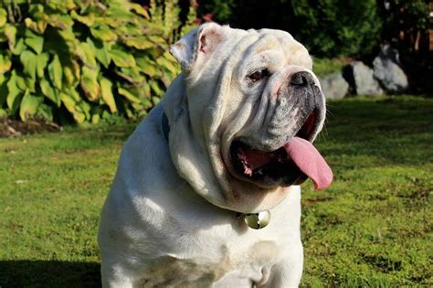 Micro chipped contact me for more information and pictures. English Bulldog for Adoption Outside Nanaimo, Nanaimo