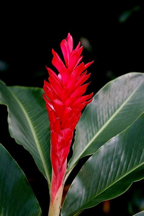 Hawaiian Grown Red Ginger Ostrich Plume Plant Rhizomes Roots Etsy