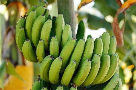 12 Amazing Health Benefits About Green Bananas That You May Not Know ...