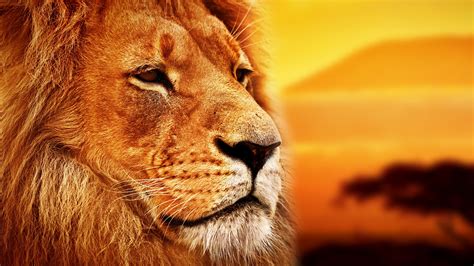 Lion 8k Wallpapers Top Free Lion 8k Backgrounds Wallpaperaccess
