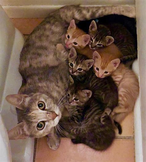 Mom And Her Kittens Including Orange Tabby Ginger Cats Cats Animals