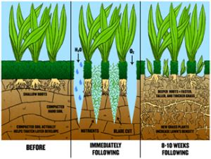 Maybe you would like to learn more about one of these? Aeration Services | Schwartz Brothers Landscape Solutions