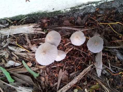Are These Wild Shrooms Mushroom Hunting And