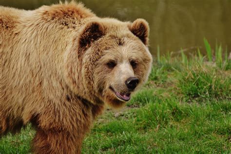 Free Images Forest Zoo Fur Mammal Fauna Brown Bear