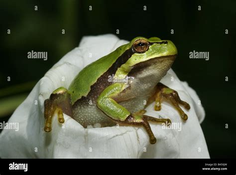 Zoology Animals Amphibian Frogs Tree Frog European Tree Frog