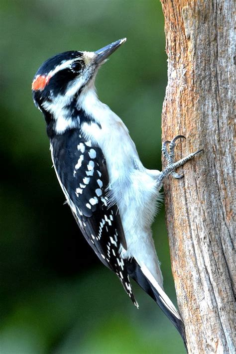 Hairy Woodpecker Northern Flicker Downy Woodpecker Indiana Species