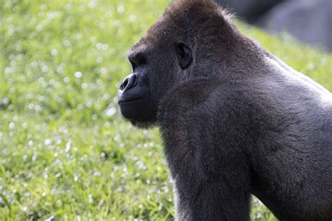 Animal Highlight Gorillas Zoo Atlanta