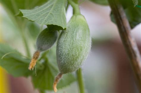 How To Grow Melons From Seed Bbc Gardeners World Magazine