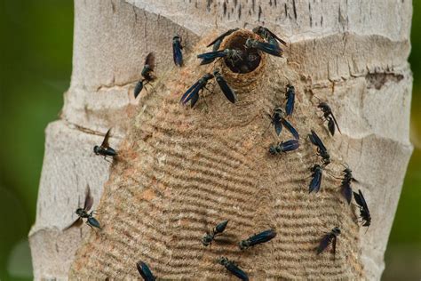 Warrior Wasps Synoeca Septentrionalis Corcovado Nationa Flickr