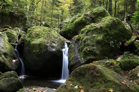 Little Stream In Midst Of Black Forest Stock Photo Image Of Exposure