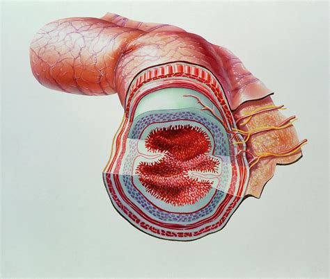 cutaway artwork of layers of the small intestine photograph by bo veisland miandi science photo