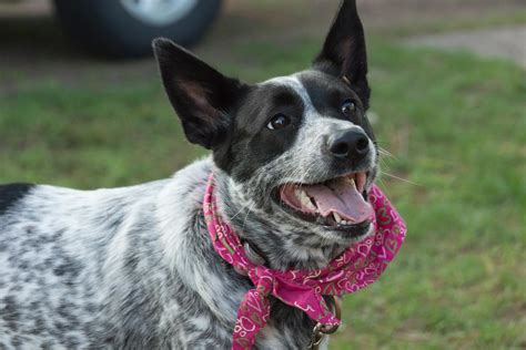 Texas Heeler Everything Has Explained About This Dog Breed At A