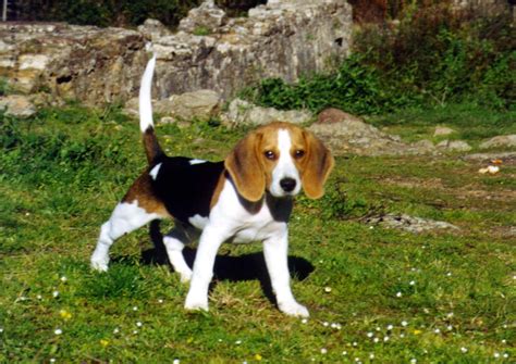 Dog Breed Directory Beagle Dog Breed