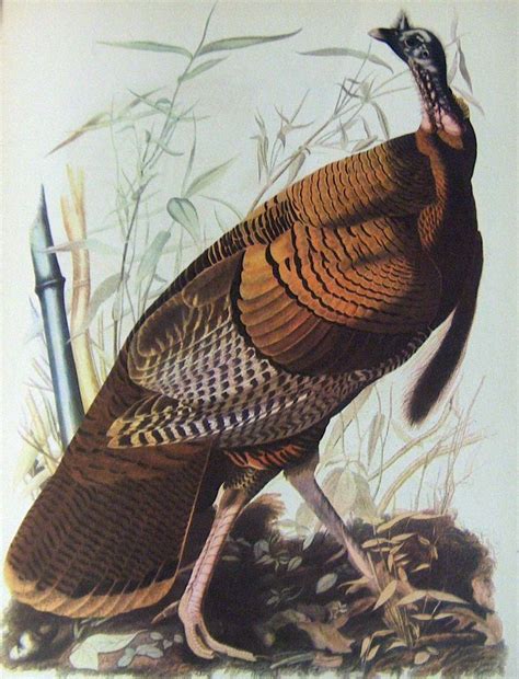 antique 1937 audubon print no 1 turkey free shipping john james audubon birds of