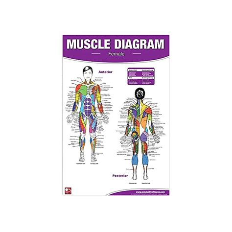 Buy Premium Female Muscle Diagram Anterior And Posterior Muscle Chart