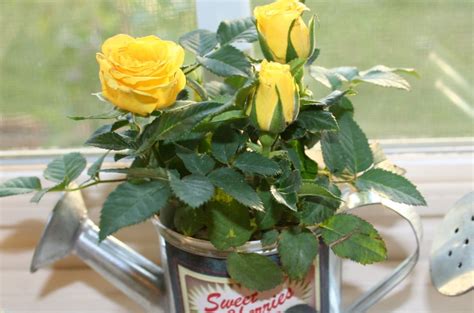 How To Grow Mini Roses Indoors Plants Indoor Roses Planting Roses