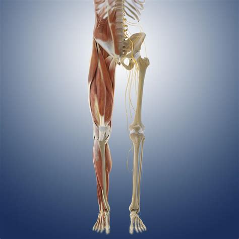This article explains the various anatomical terms of motion and provides examples of each type of anatomical movement (flexion, extension, abduction etc). Lower Body Anatomy, Artwork Photograph by Science Photo ...