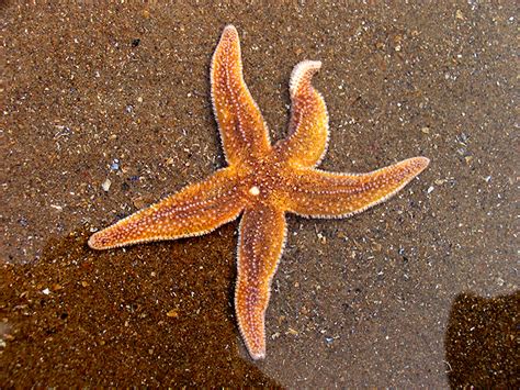 Starfish Caswell Bay © Pam Brophy Geograph Britain And Ireland