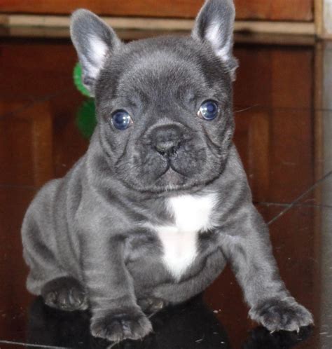 They breed and raise their french bulldog puppies in houston, texas. French Bulldog Puppies For Sale | Houston, TX #287619