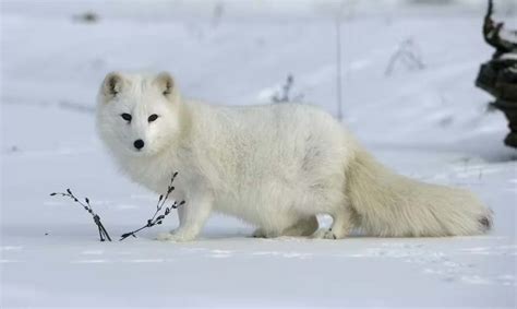 Arctic Fox Diet Facts Chars Habitat Life Span