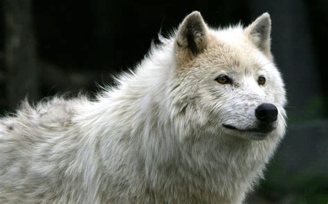 If you're in search of the best baby wolf wallpaper, you've come to the right place. Skoll and Hati. Norse stance switching assassins. : Smite