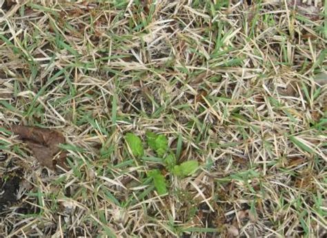 Maybe you would like to learn more about one of these? St. Augustine Grass: Major Problems - Need Help ...