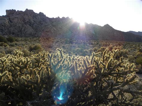 The Sunset Glow Of The Cholla Cactus