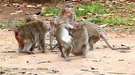 Very Terrify Fighting Whats Going On Monkeys Fighting Like This