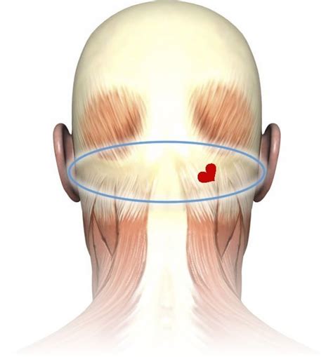 Throbbing Vein Back Of Head Pea Sized Area Please Help Migraine