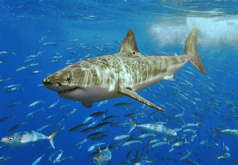 The Great White Sharks Of The Mediterranean Sea Hubpages