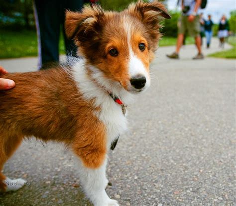Little Lassie Flickr Photo Sharing