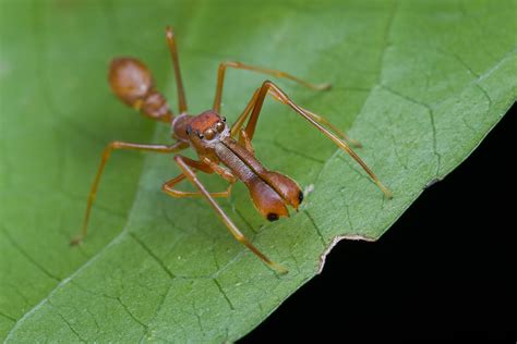 My First Red Ant Mimic Jumping Spider Fm Forums
