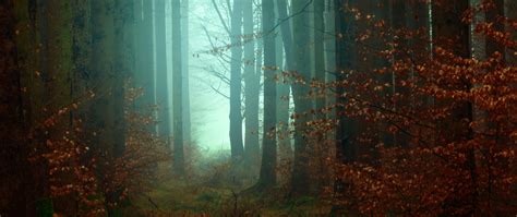 Forest Wallpaper 4k Mist Fall Autumn Foggy